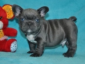 100% Pure  French Bulldog puppies For Sale